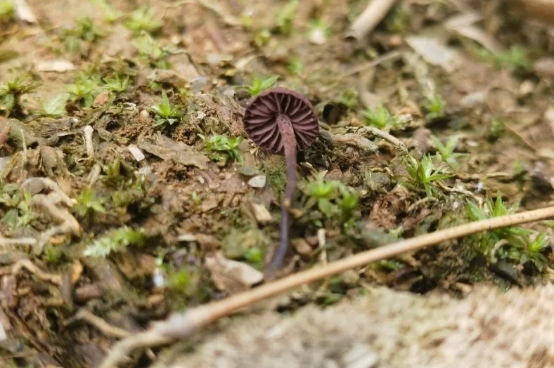 成都生态新篇章揭秘，发现五种四川新记录苔藓物种