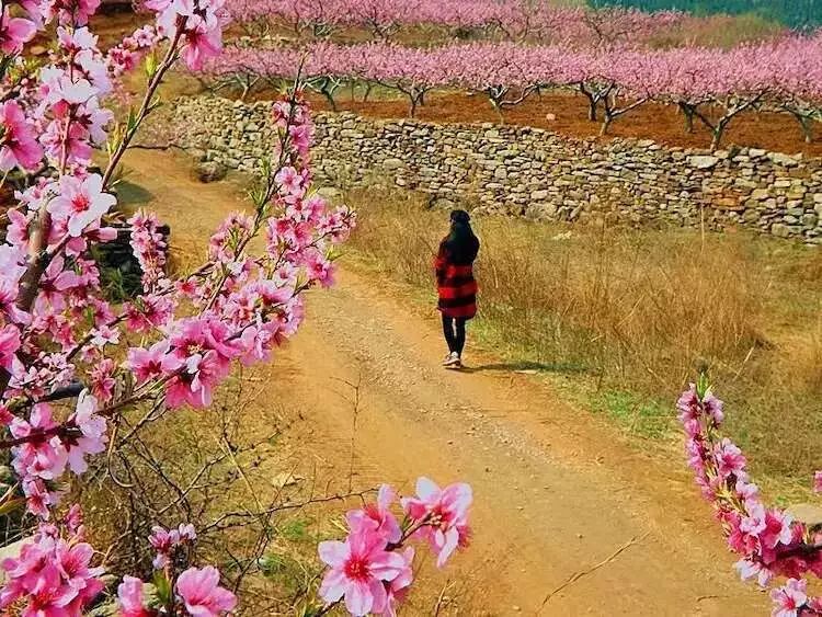 东风携春意，枝上花开时